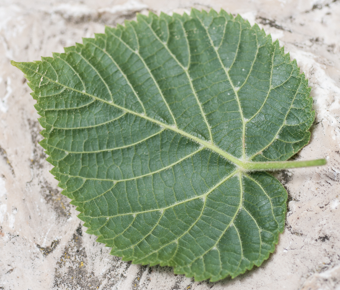 Sommerlinde - Tilia platyphyllos