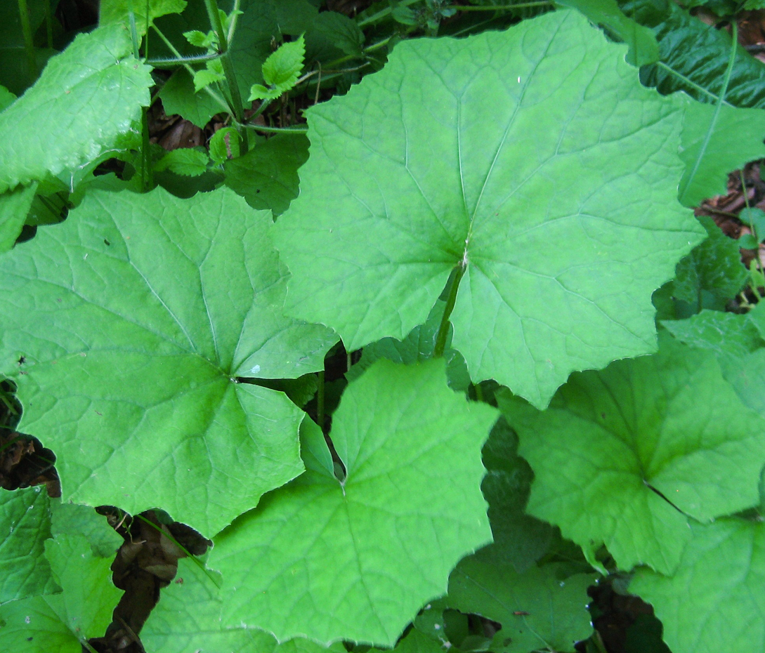 Huflattich - Tussilago farfara