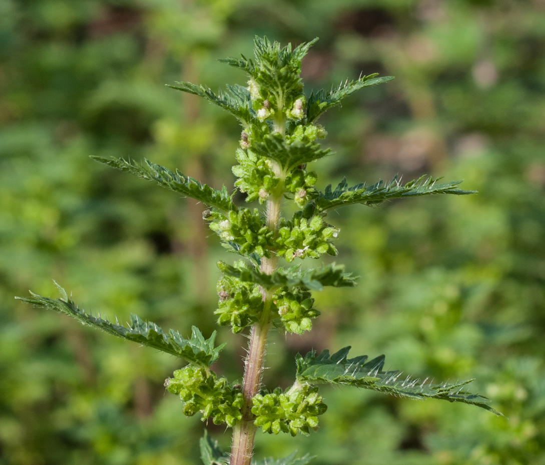 Kleine Brennnessel - Urtica urens