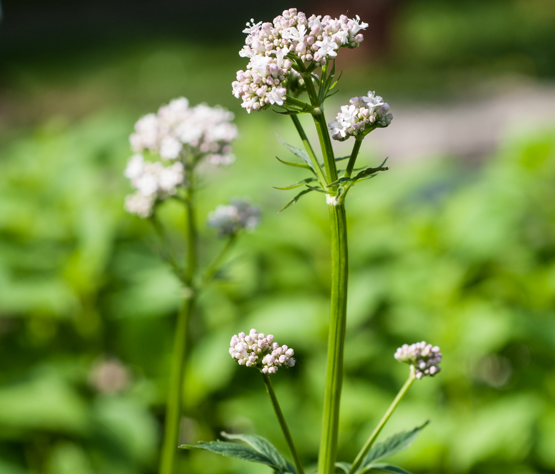 Baldrian - Valeriana officinalis