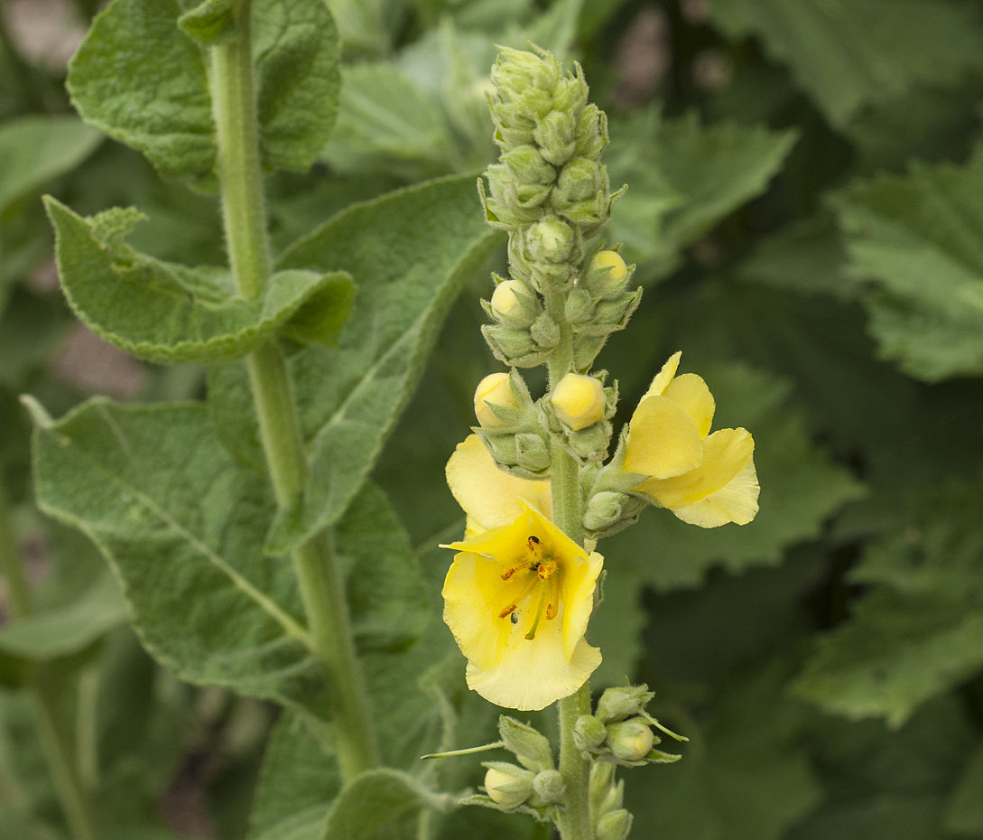 Windblumen-Königskerze - Verbascum phlomoides