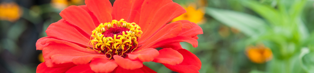Detailaufnahme der Blüte einer Zinnie mit leuchtend roten Blütenblätter außen und gelben Blütenblättern im Inneren. Es handelt sich um ein Korbblütler - nicht eine Blüte, sondern ganz viele in einem Blütenkorb zusammengefasst.  