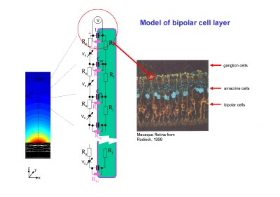 Model of bipolar cell layer Model of bipolar cell layer