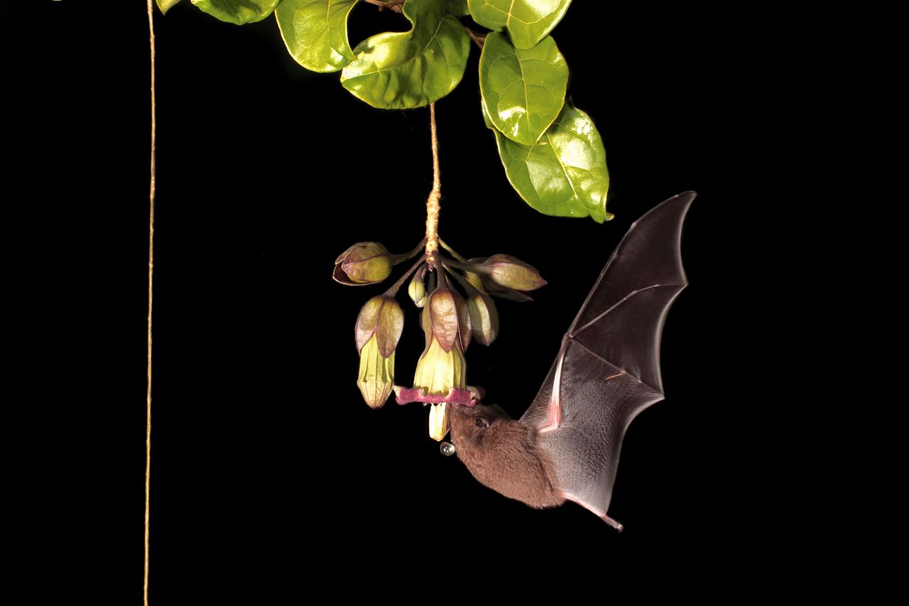 Blumenfledermaus saugt an der hängenden Blüte von Merinthopodium neuranthum 