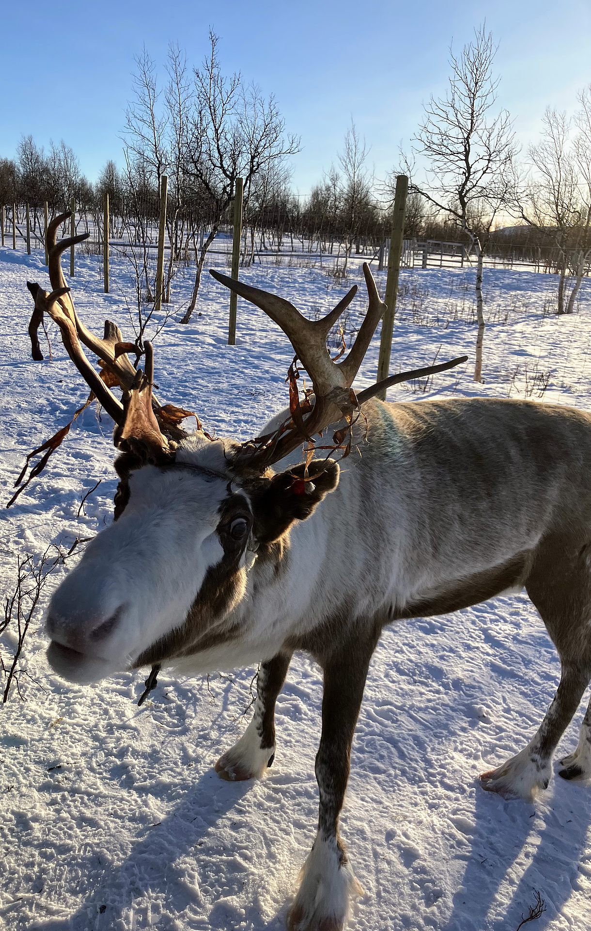 Rentier in Lappland