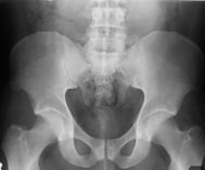 Anatomie im Bild