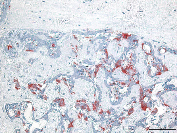 Histologischer Schnitt von gefärbten Zellen