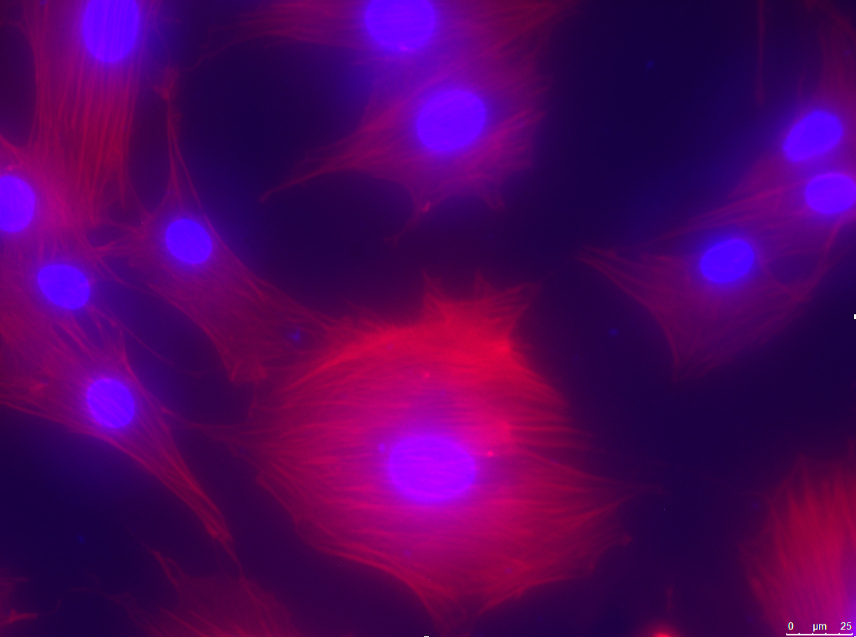 Mikroskopbild mit farblich markierten Zellen