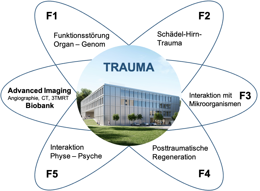  Die Forschungsfelder des MTW setzen sich zusammen aus: F1-Funktionsstörung Organ-Genom, F2-Schädel-Hirn-Trauma, F3-Interaktion mit Mikroorganismen, F4-Posttraumatische Regeneration, F5-Interaktion Physe-Psyche.