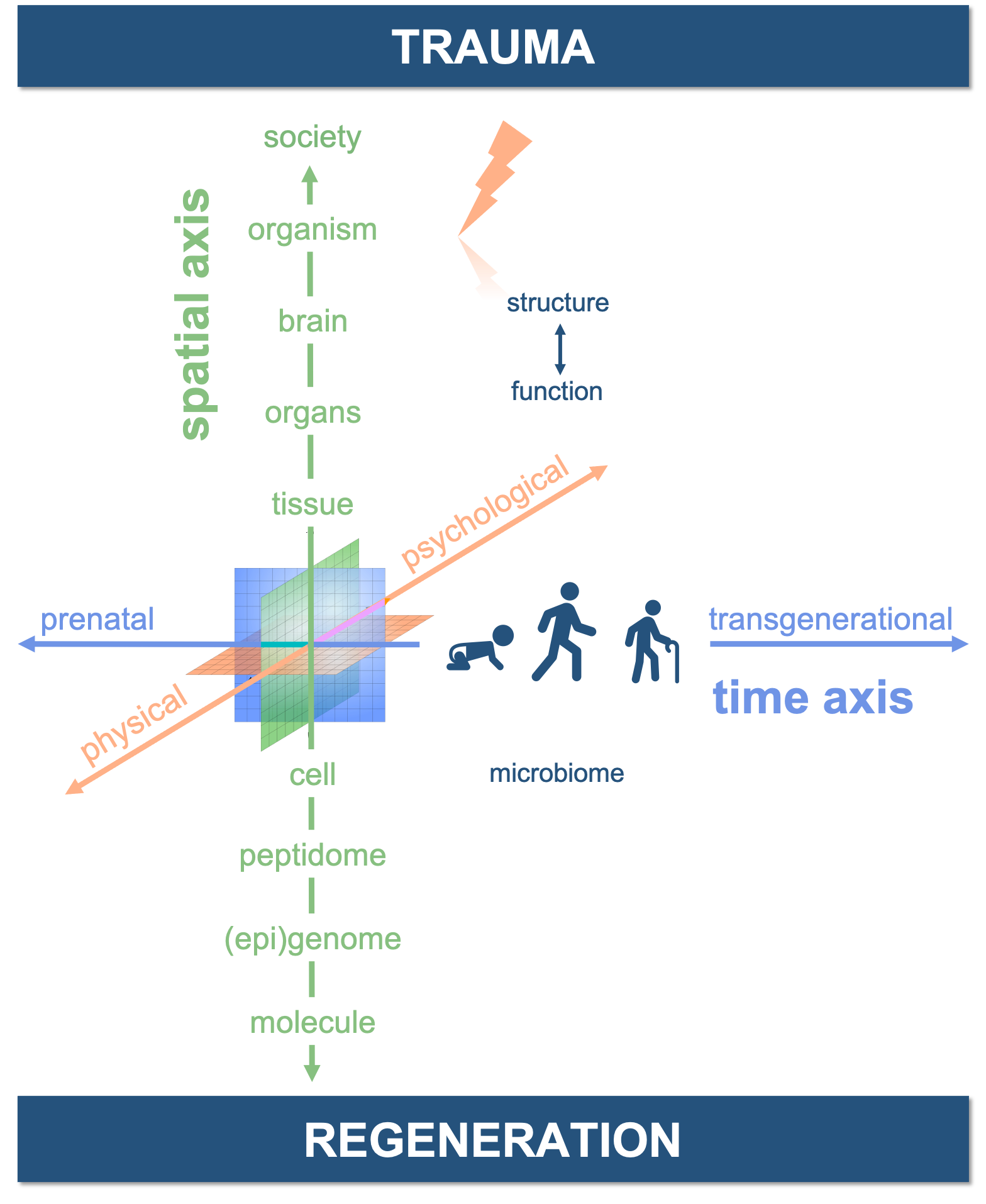 The graphic shows trauma research regarding multiple dimensions: from molecule to the organism and up to society, connecting physical and psychological consequences of trauma and regarding the whole lifespan of an individual and even effects on following generations.