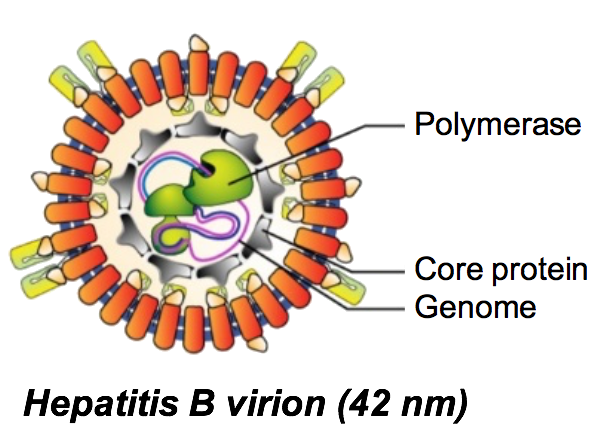 tetherin