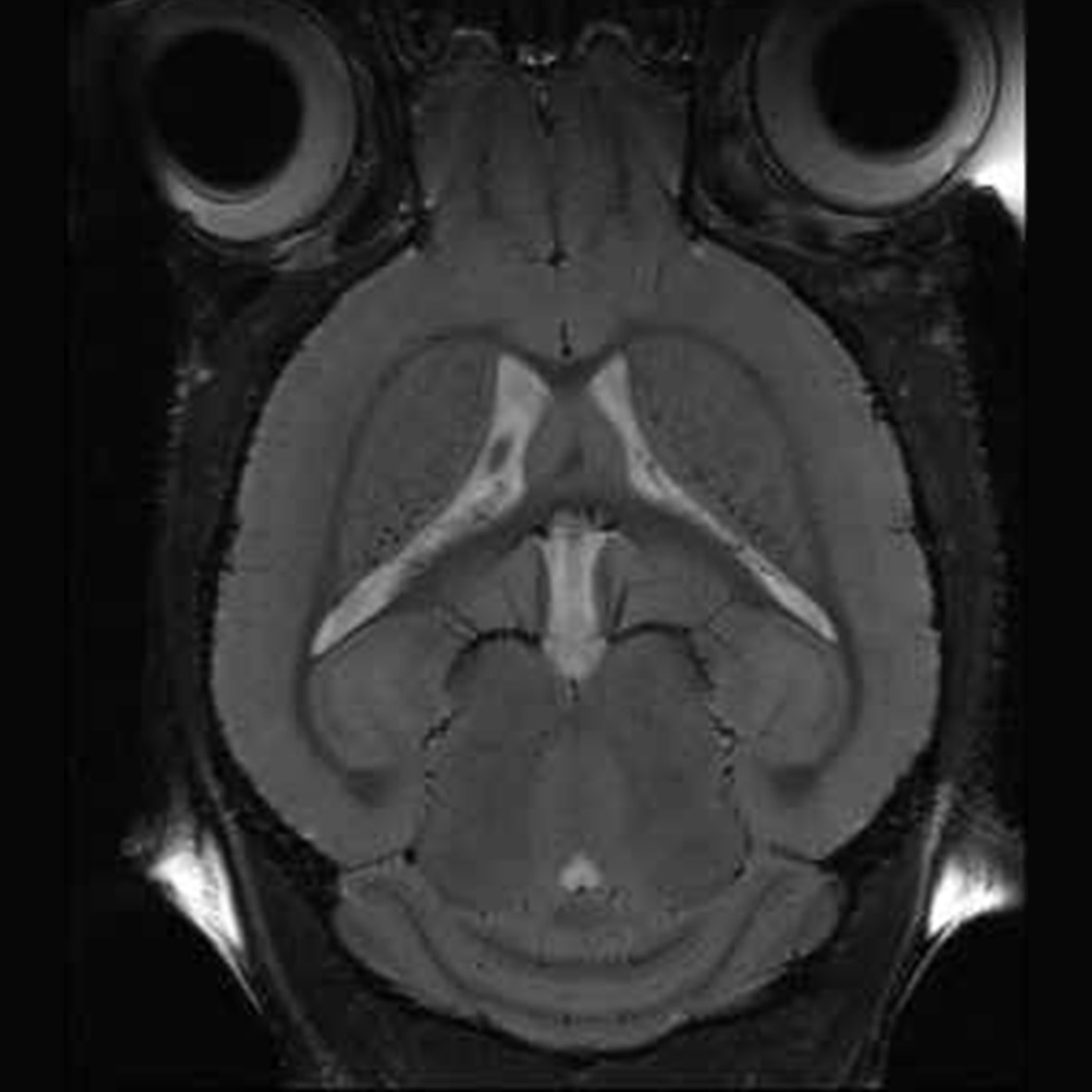 Mouse brain view obtained with a cryogenic brain coil Picture of MRI mouse brain obtained with a cryogenic brain coil