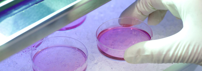 The gloved hand of a researcher holds a petri dish filled with culture medium in a laboratory environment - Symbolic picture for Research.