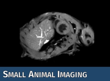 Das Symbolbild der CF Kleintierbildgebung zeigt ein beispielhaftes MR Bild einer Maus.