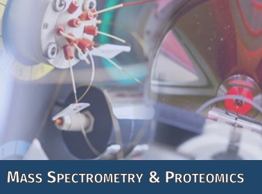 Das Symbolbild stellt die Methodik der Core Unit Massenspektrometrie und Proteomics von Proteinidentifizierung über -aufreinigung bis zur Analyse und Quantifizierung dar.