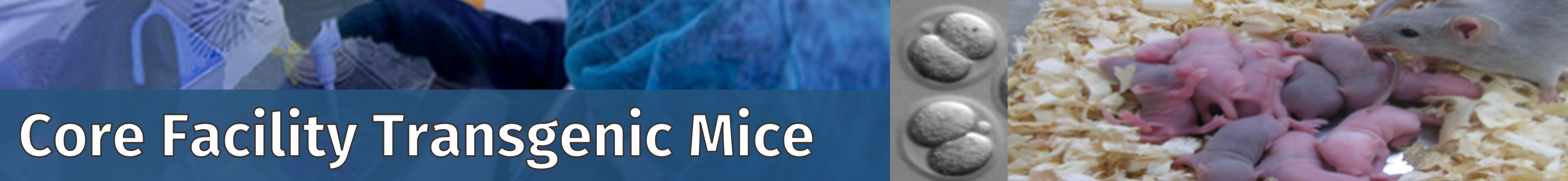 Bannertitel der CF Transgenic Mice