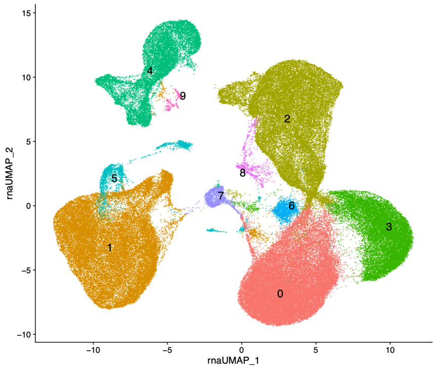 UMAP profile of pbmc based on scRNA-seq
