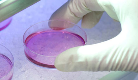 Die behandschuhte Hand eines Forschers hält eine mit Nährmedium gefüllte Petrischale in einem Laborumfeld - Symbolbild für Forschung.