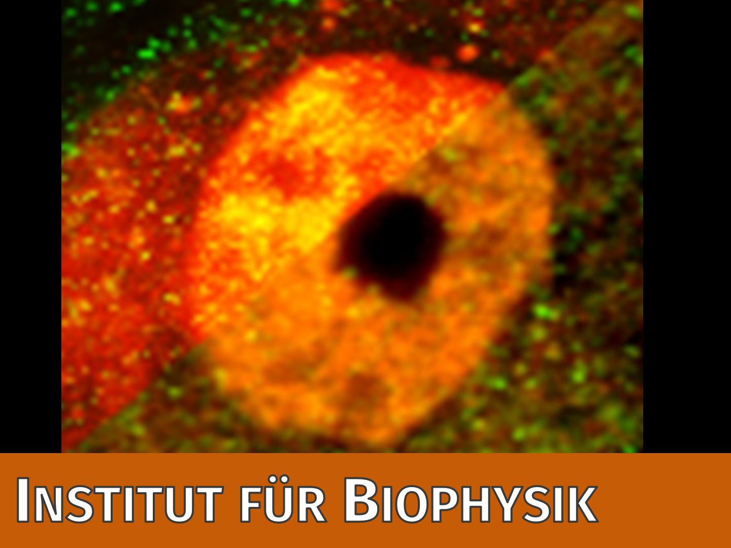 Institut für Biophysik