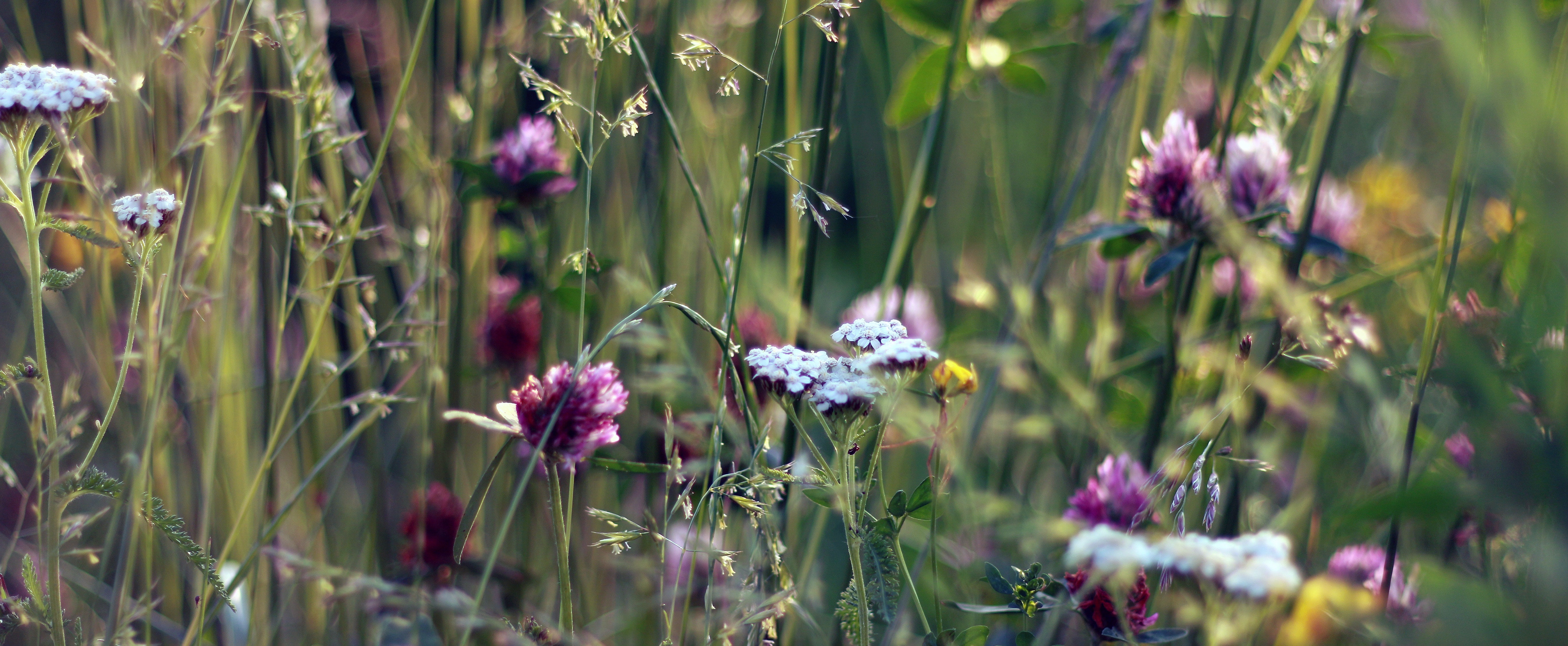 Flower meadow