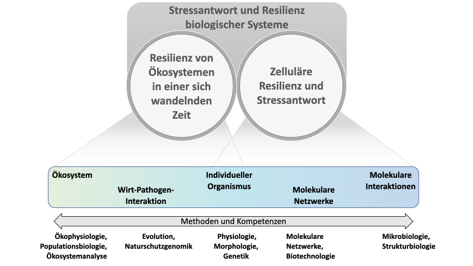 Stressantwort und Resilienz biologischer Systeme