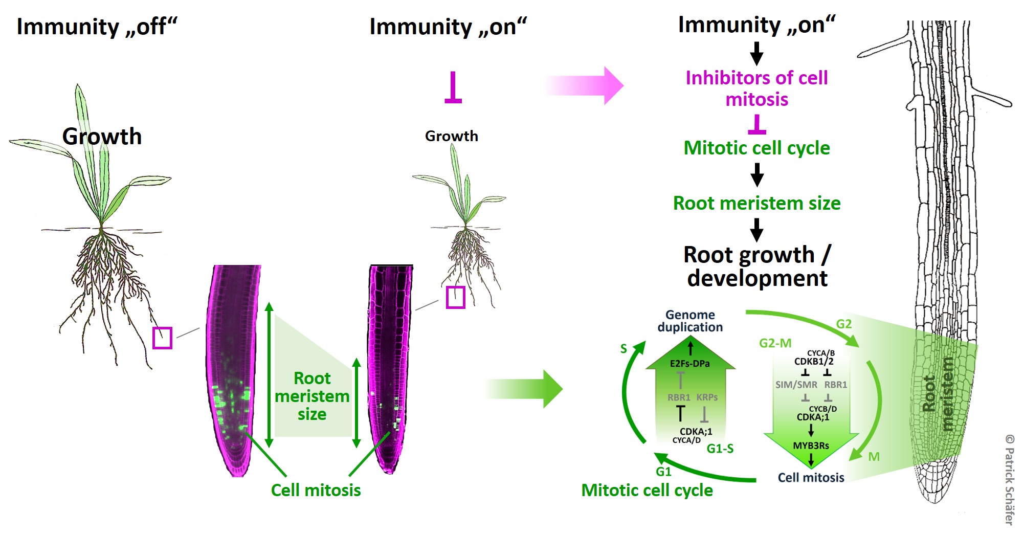 The Effect Of Environmental Stresses On Growth Regulation Universit t Ulm