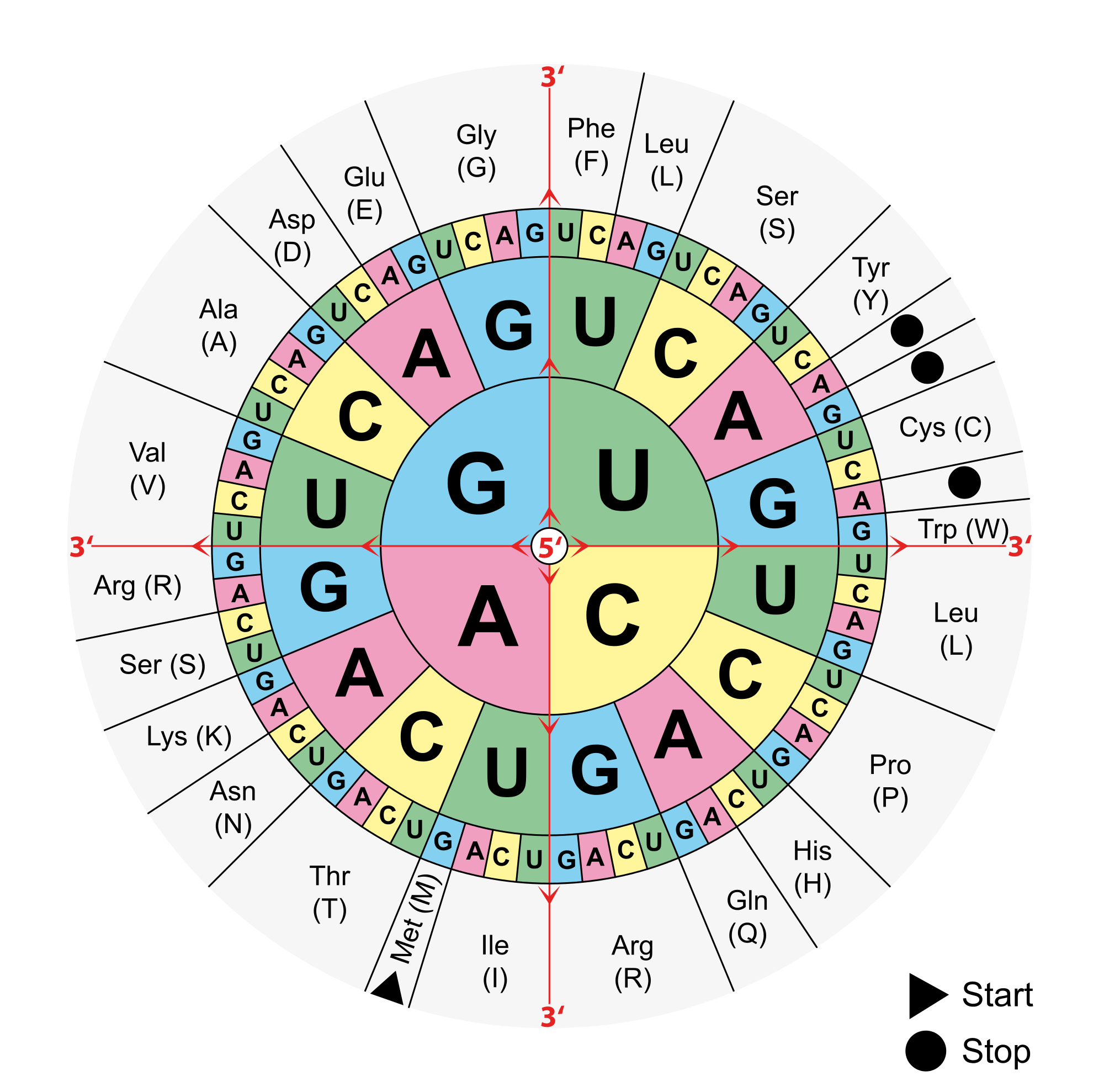 Amino acids