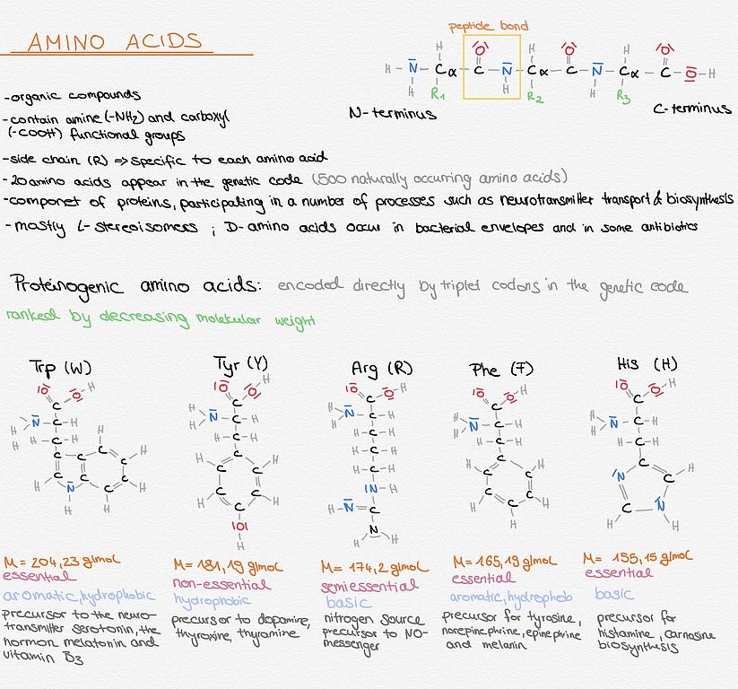 Amino Acids Ulm University