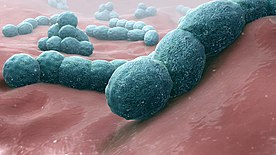 Bacteria