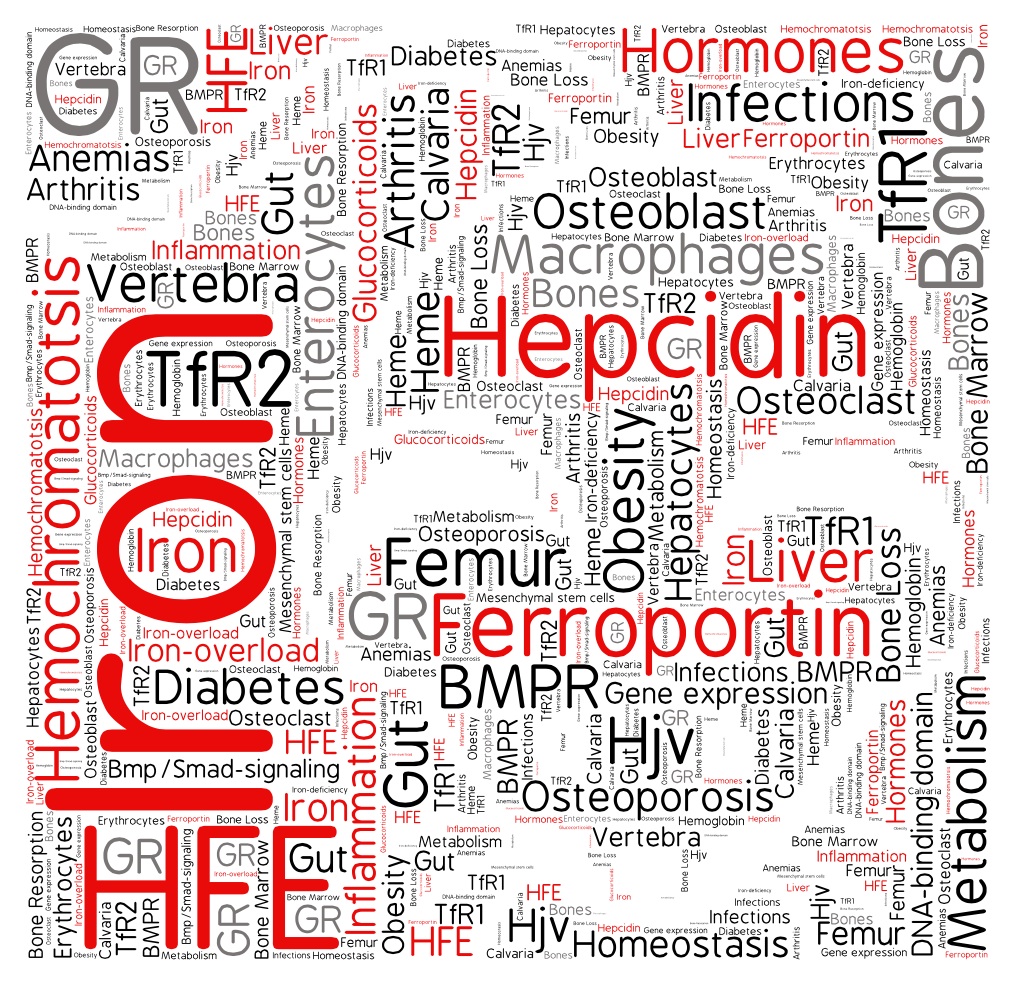 Graphic Project Illustration Iron Homeostasis