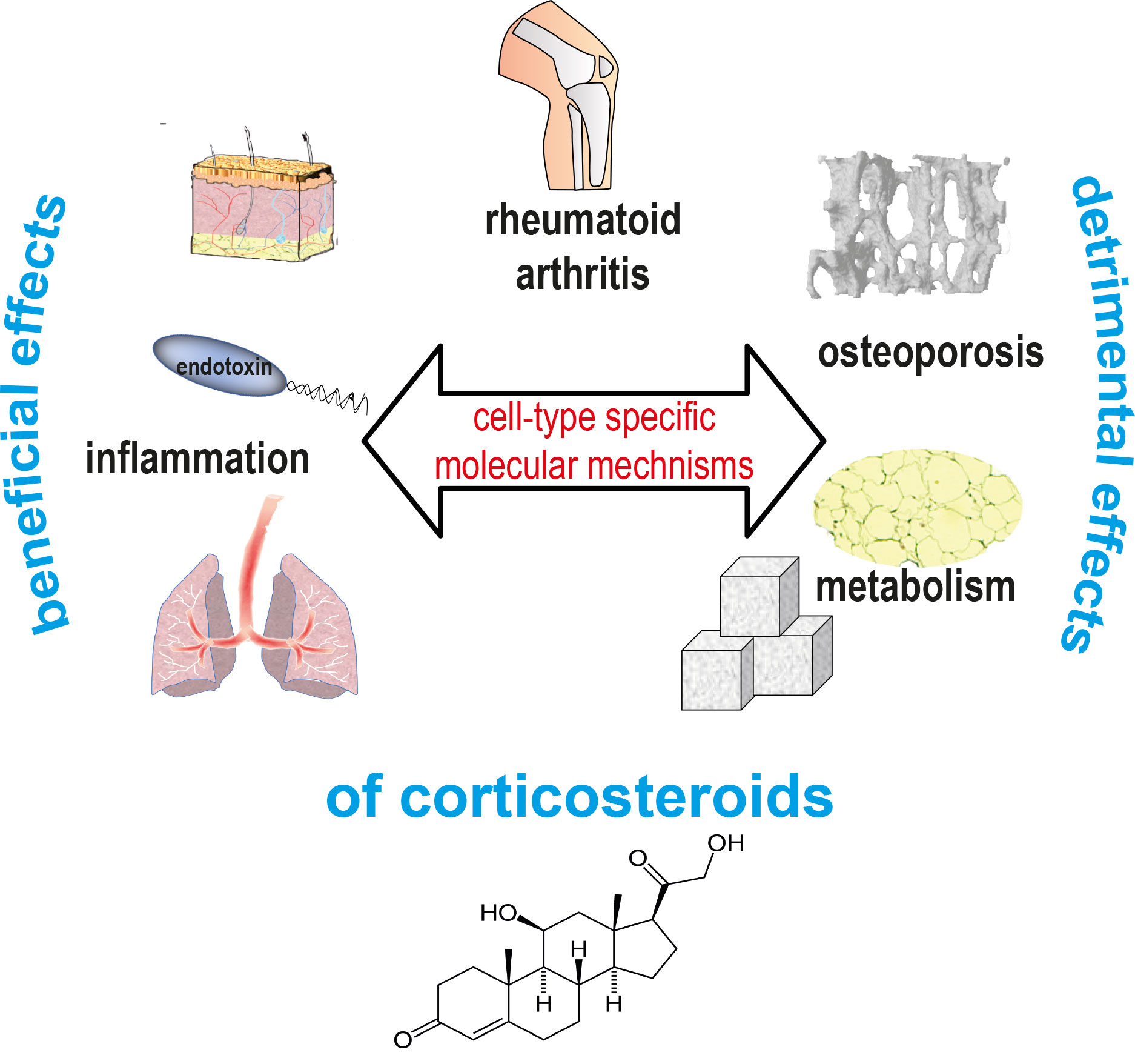 Tuckermann Lab Ulm University