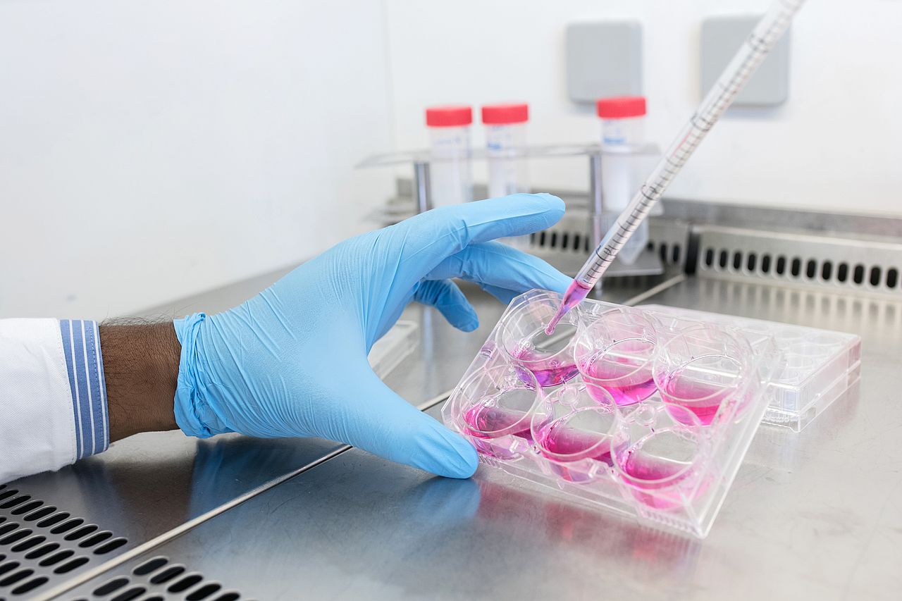 Photo: Cultivation of mammalian cells for research purposes