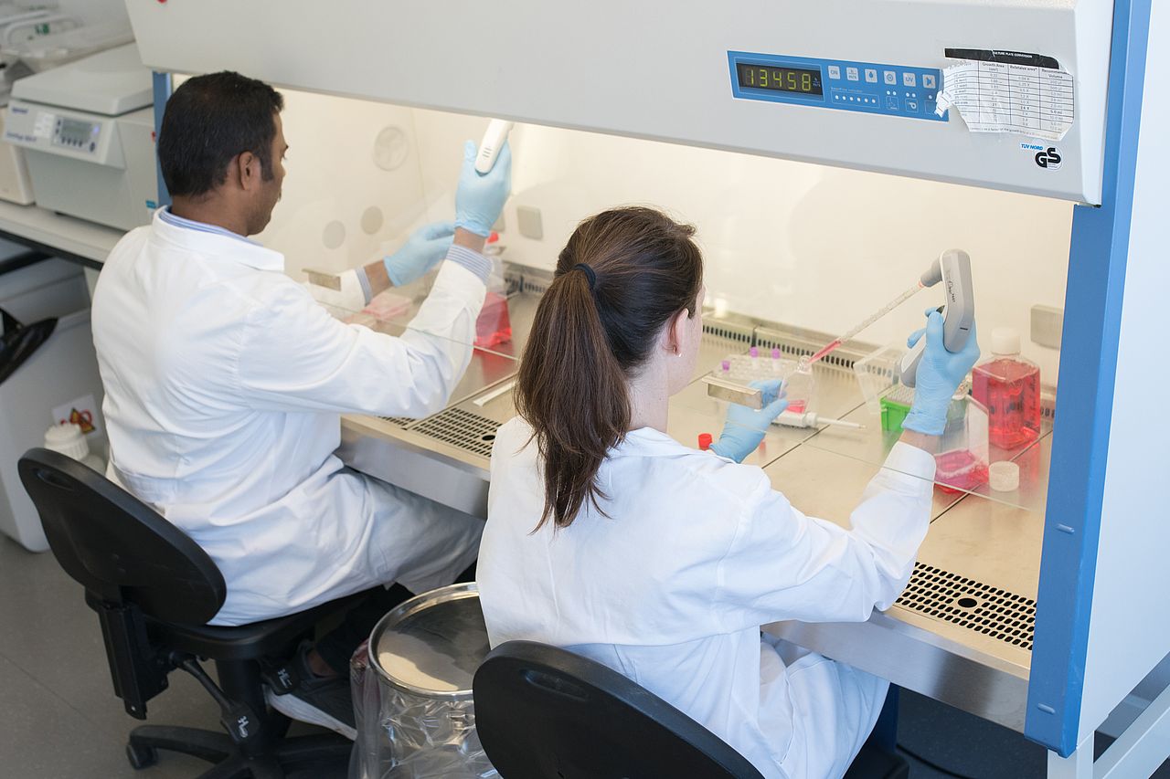 Photo: Working with mammaliam cell cultures on the sterile workbench