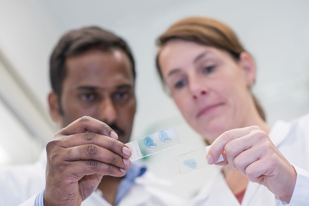 Analyse histologischer Schnitte Foto: Analyse histologischer Schnitte