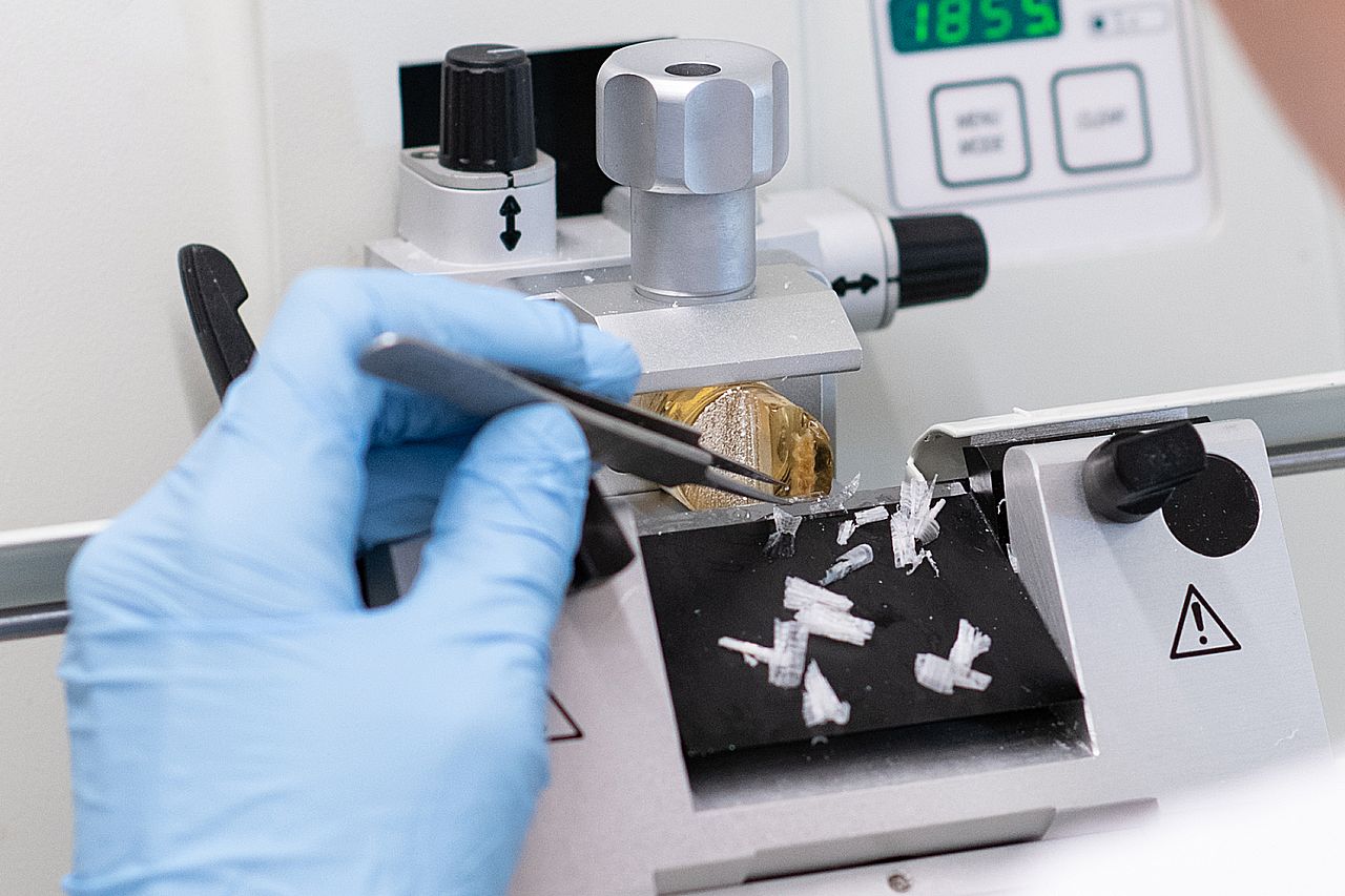 Photo: Preparation of histological sections with the microtome