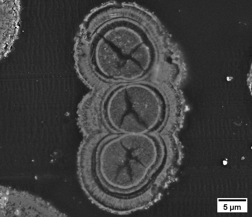 The image shows the secondary electron image of a cross section through three Li-Ni-Mn-oxide particle 