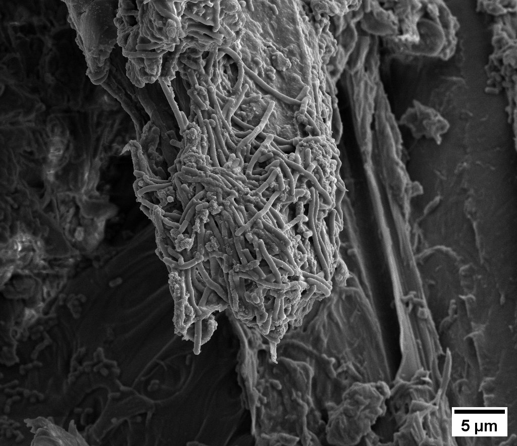 SE image of Lentilactobacillus parabuchneri biofilm on wood
