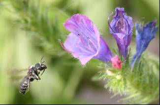 Osmia adunca and its host plant Echium vulgare