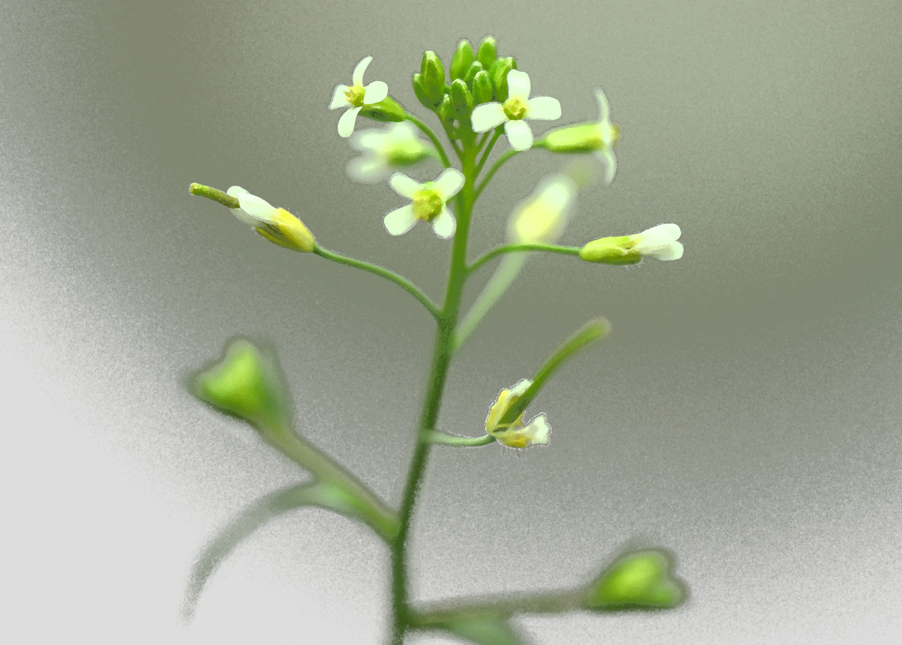 Arabidopsis thaliana