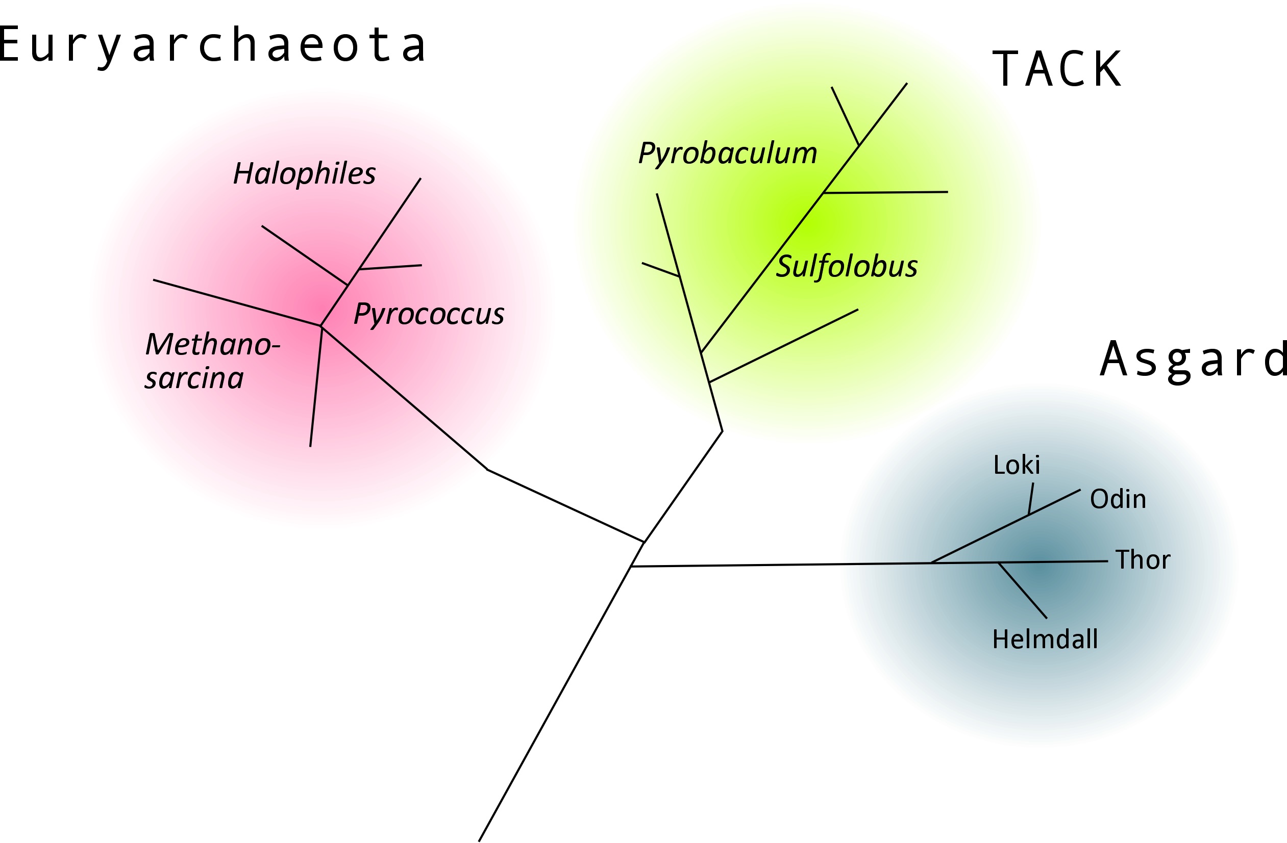 Domain Archaea The picture shows the domain Archaea, which is subdivided into different phyla: Euryarchaeota, TACK (containing Thaum-, Cren- and Korarchaeota) and Asgard archaea. Haloarchaea belong to the Euryarchaeota.