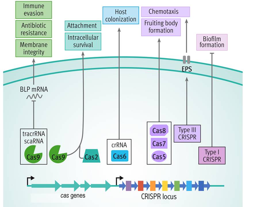 The picture shows scematically a procaryotic cell with a CRISPR-Cas system. Some of the Cas proteins are shown to have alternative functions. Cas9 with tracrRNA / scaRNA influences immune evasion, antibiotic restistance and membrane integrity; Cas9 togehter with Cas2 attachment and intracellular behaviour; Cas6 with crRNA host colonization; Cas5, Cas7 and Cas8 friuting body formation; Type III CRISPR chemotaxis; Type I CRISPR biofilm fomation.