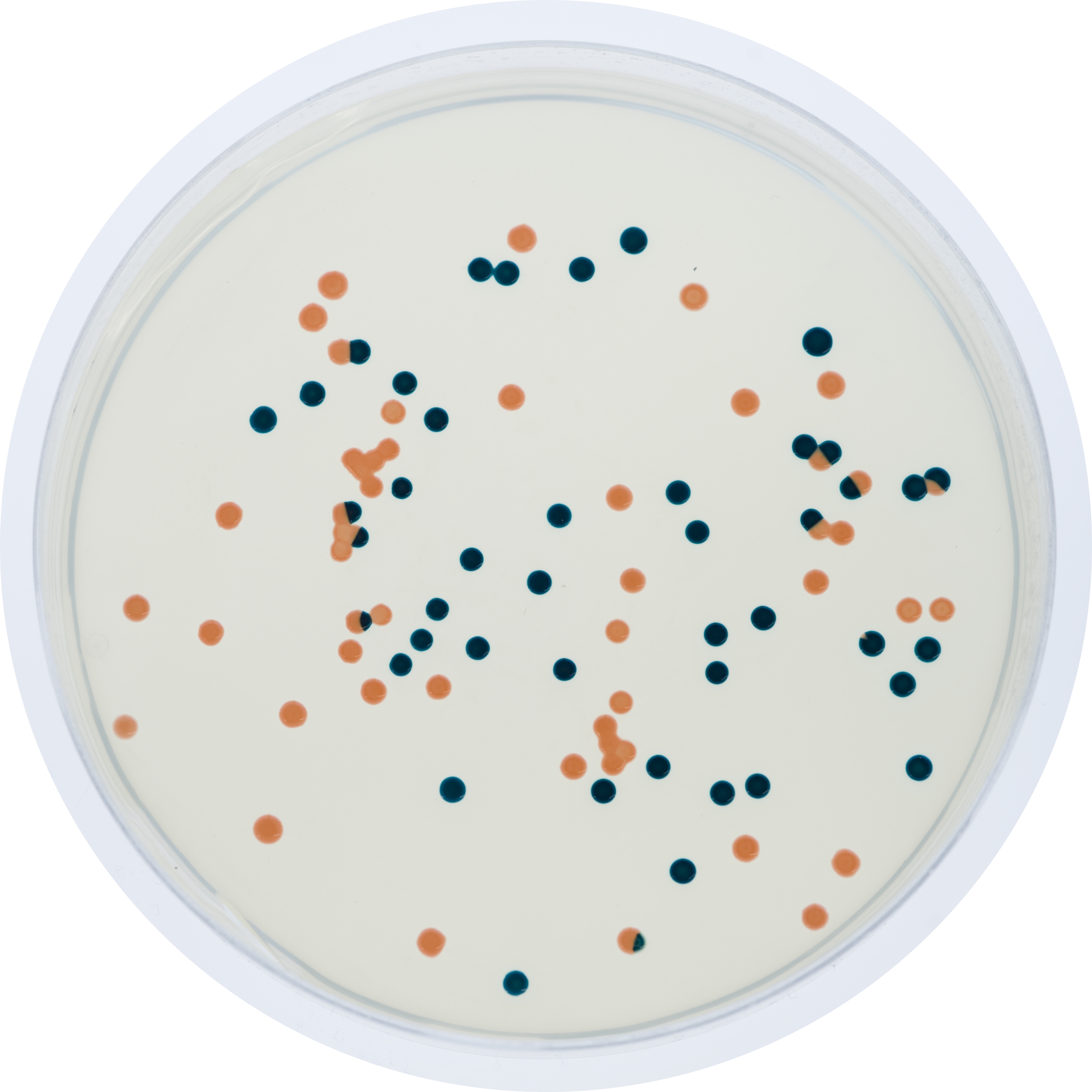 Haloferax volcanii colonies in blue and orange on a selection plate 