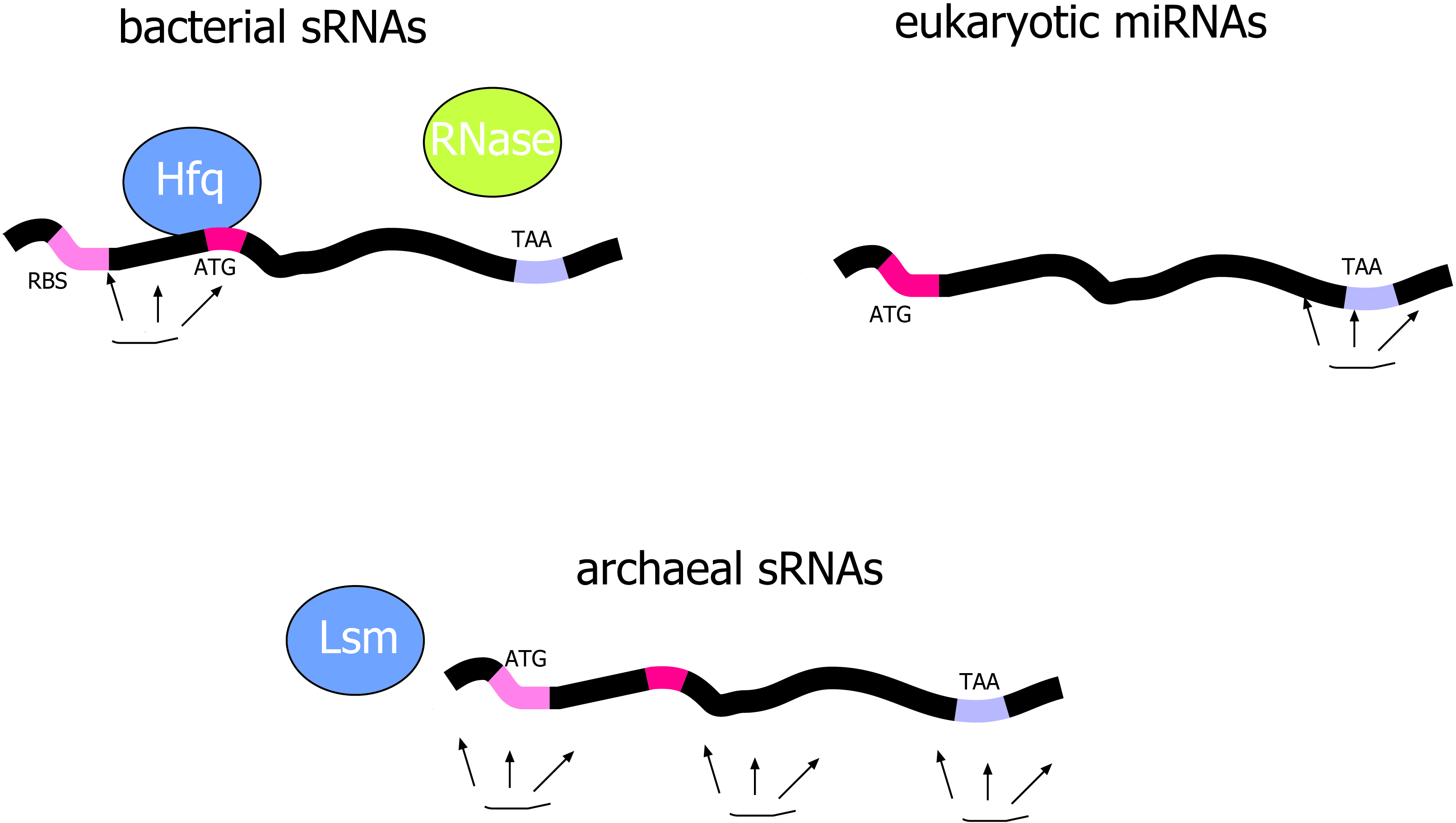 The picture shows the pathways how small RNAs work. To date quite a lot is known about the function of bacterial and eukaryotic small RNAs. Most of the bacterial sRNAs act at the 5´ end of a target mRNA and often the Hfq protein is required. Sometimes an RNase is sequestered which degrades the RNA. Eukaryotic miRNAs target often the mRNA 3´ end. The mode of action of archaeal sRNAs is not known yet. They might require the Lsm protein and/or an RNase but nothing is known about that process yet. ATG: start codon on the mRNA, TAA: stop codon on the mRNA, RBS: ribosome binding site.
