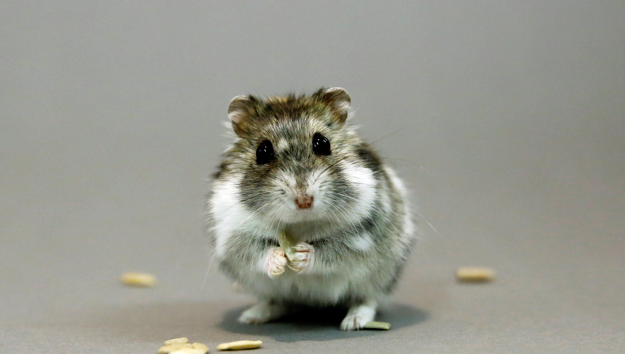 Djungarian hamster (Phodopus sungorus)