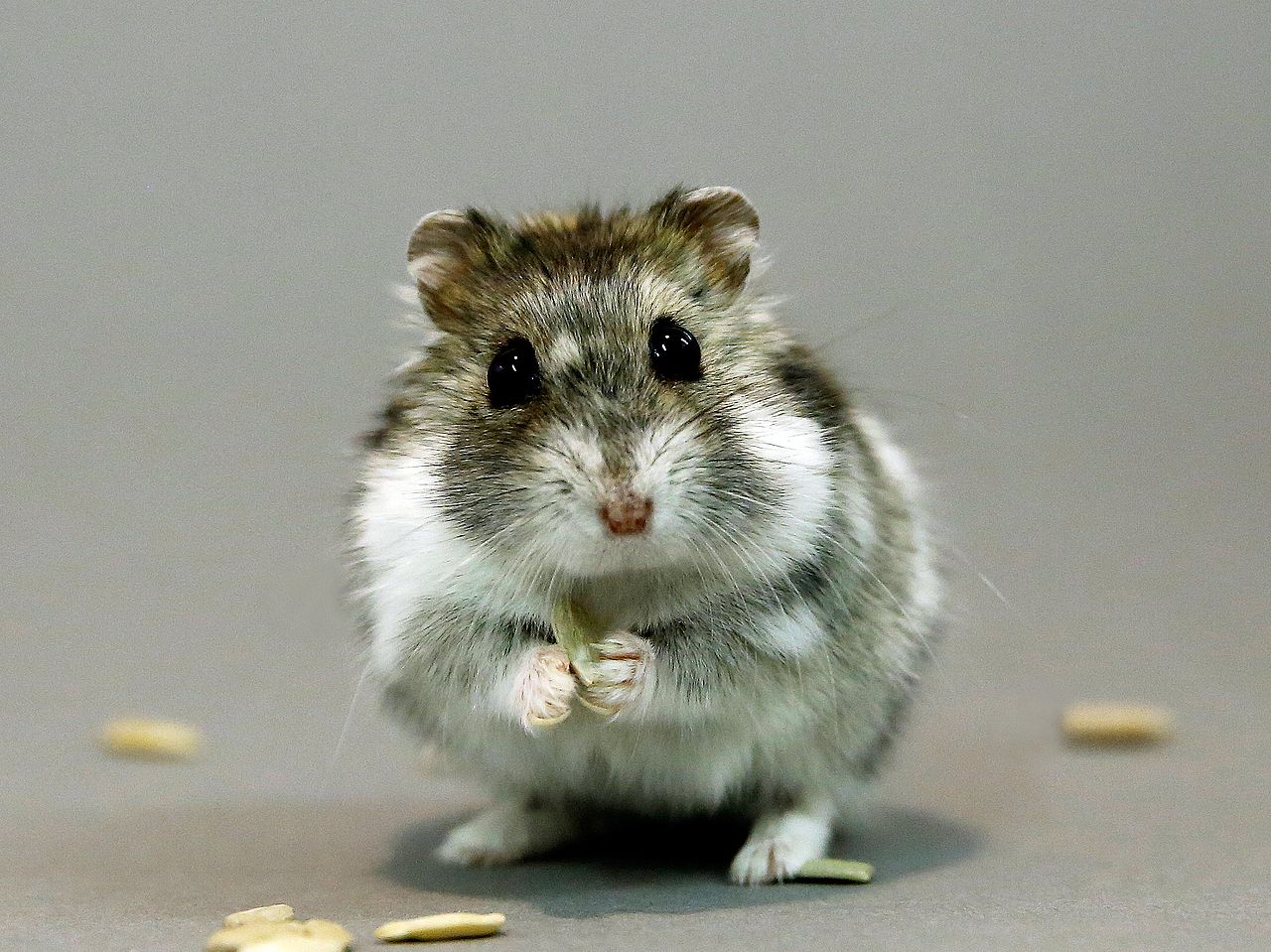 Djungarian Hamster, Phodopus sungorus