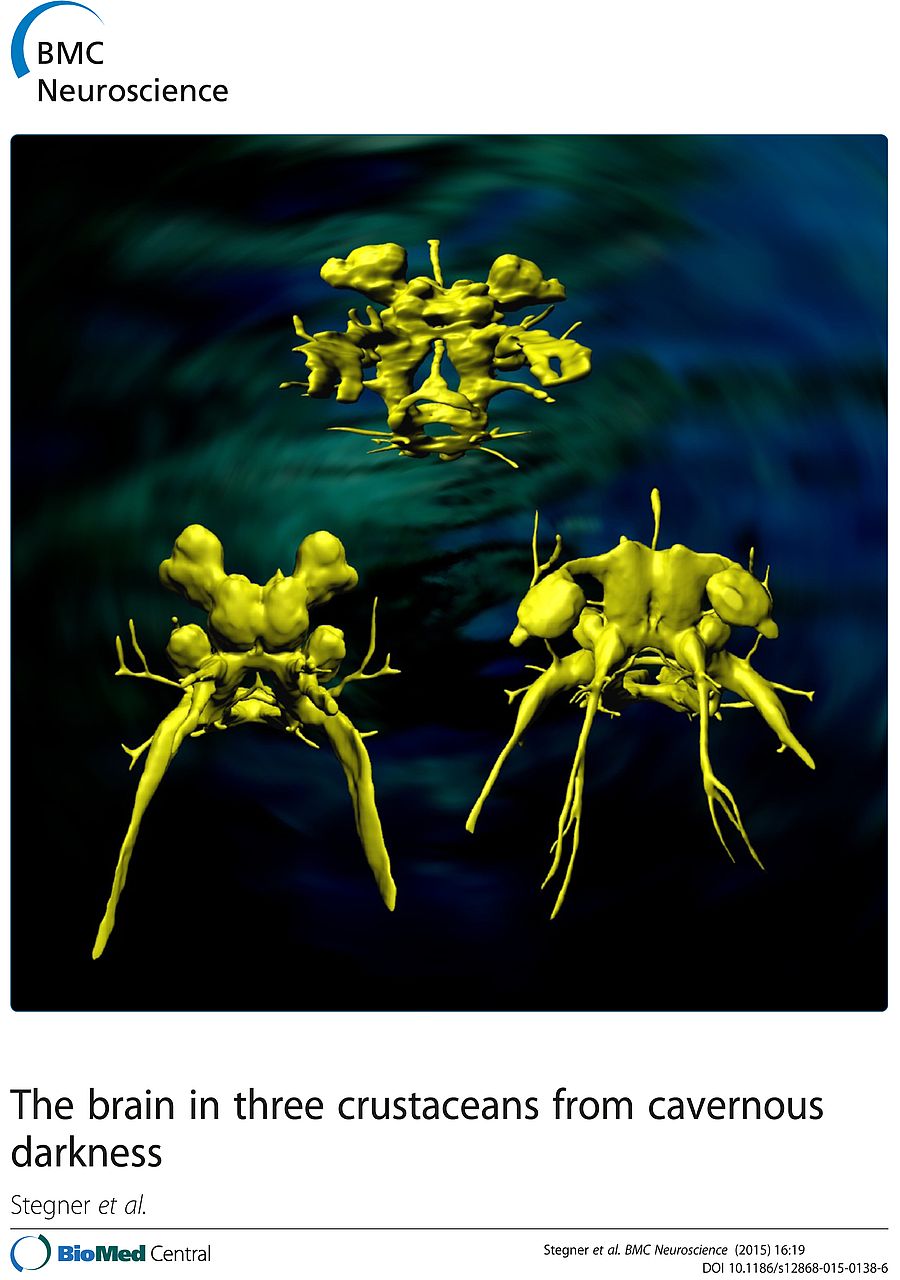 Article cover Stegner et al 2015 The brain in three crustaceans from cavernous darkness