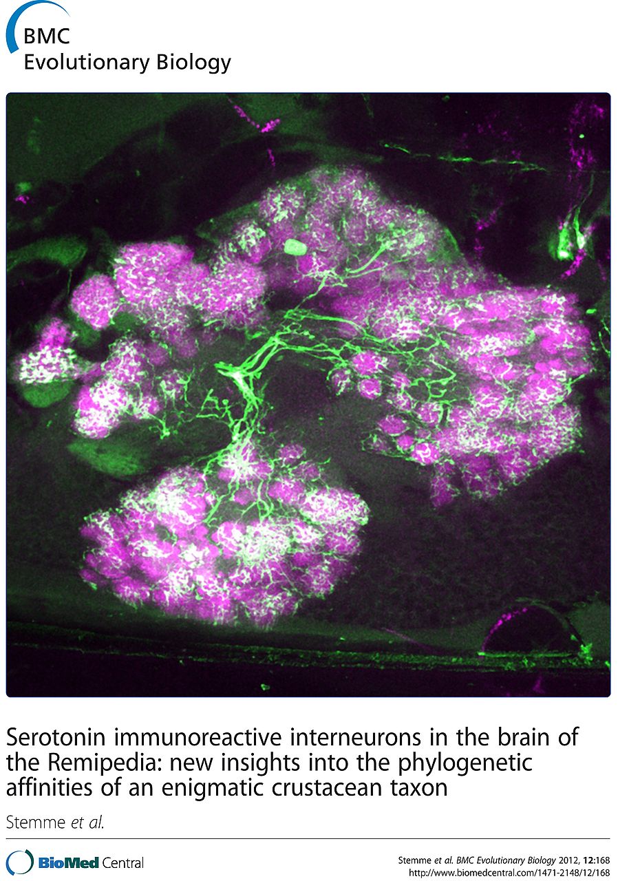 Article cover Stemme et al 2012 Serotonin immunoreactive interneurons in the brain of the Remipedia