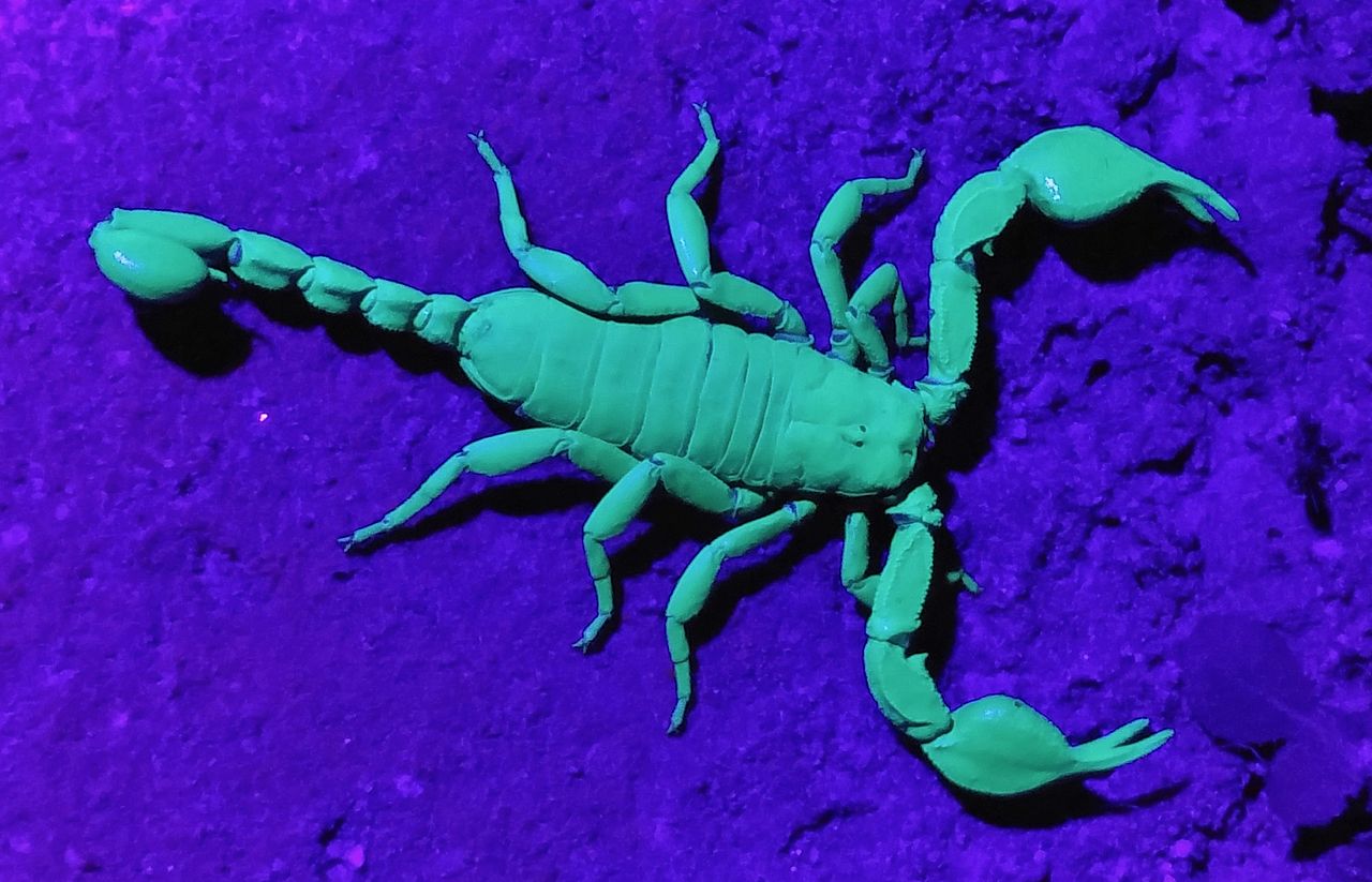 Italian scorpion (Euscorpius italicus), with green fluorescence under ultraviolet illumination. Body length including tail about 5cm