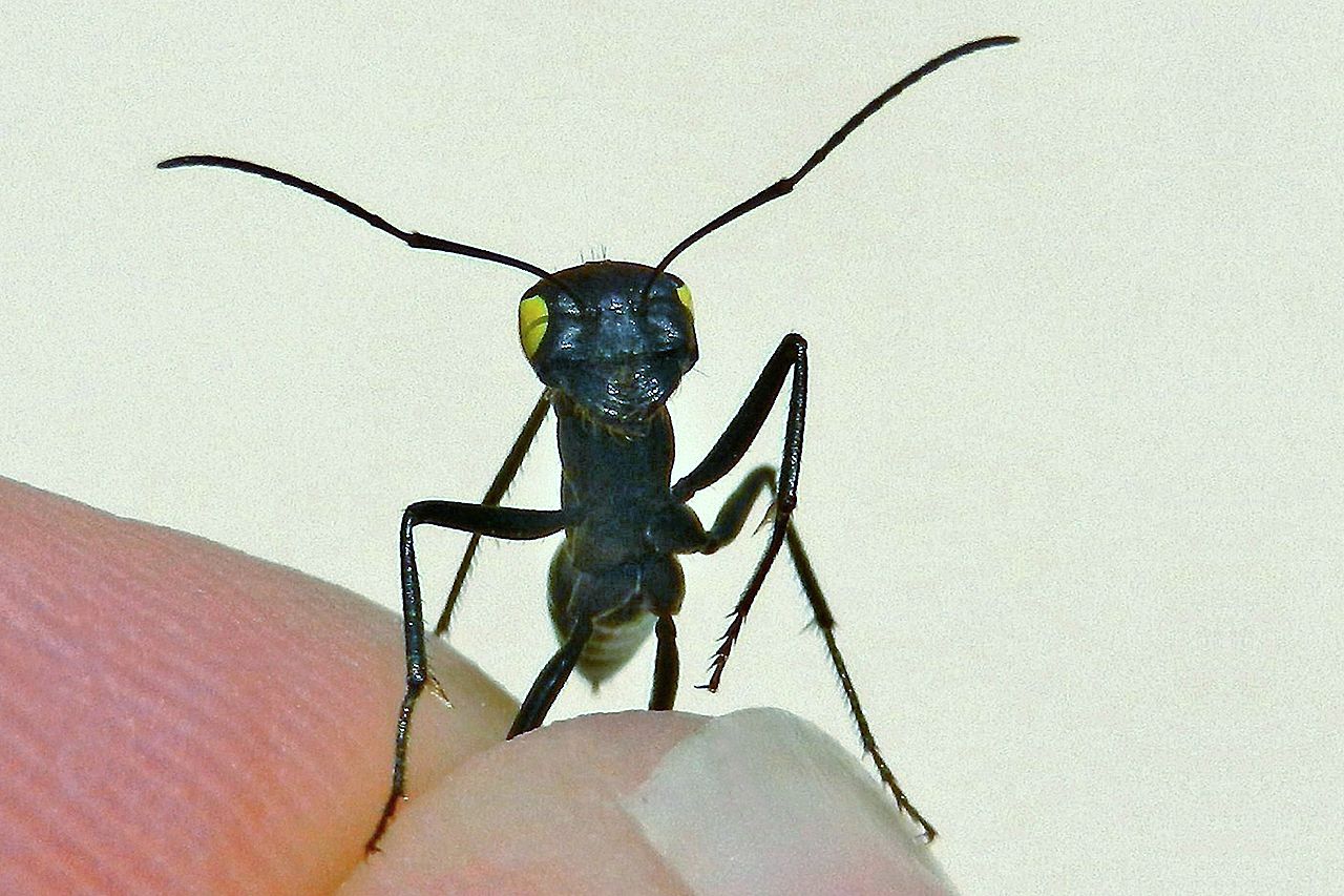 A Cataglyphis fortis ant grabbed by a biologist  to cover the ventral eyes with varnish to restrict vision. Body length about 1cm