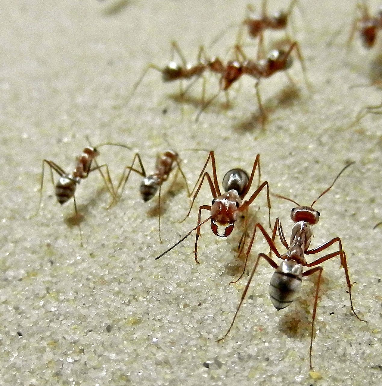 Sahara silver ants, Cataglyphis bombycina, with their shiny, heat-reflecting hair coat. Body length about 1cm